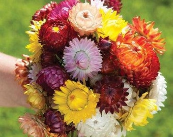 Sultane Mix Strawflower Seeds (Bracteantha bracteata) Packet of 20 Seeds - Palm Beach Seed Company