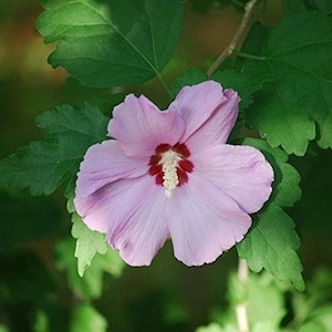 Rose of Sharon Seeds (Hibiscus syriacus) Packet of 10 Seeds - Palm Beach Seed Company 