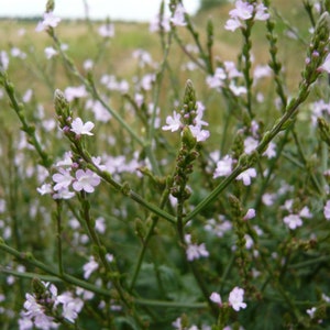 Vervain Seeds (Verbena officinalis) Packet of 40 Seeds - Palm Beach Seed Company