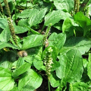 Chinese Plantain Seeds (Plantago asiatica) Packet of 100 Seeds - Palm Beach Seed Company