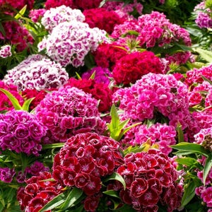 Sweet William Seeds (Dianthus barbatus) 50+ Seeds in Frozen Seed Capsules™ for Seed Saving or Planting Now 