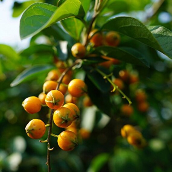Bird Lime Tree Seeds cordia Dichotoma 5 Seeds in Frozen Etsy