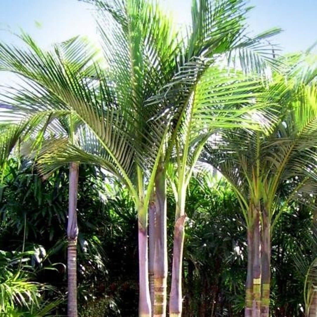 Alexander Palm Seeds archontophoenix Alexandrae Packet of 5 Seeds Palm