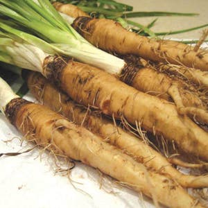 Mammoth Sandwich Island Salsify Seeds - Packet of 25 Seeds - Palm Beach Seed Company 