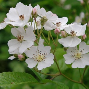 Baby Rose Hip Seeds (Rosa multiflora) Packet of 20 Seeds - Palm Beach Seed Company