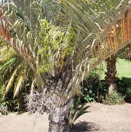 Triangle Palm Seeds (Neodypsis decaryi) Packet of 2 Seeds - Palm Beach Seed Company