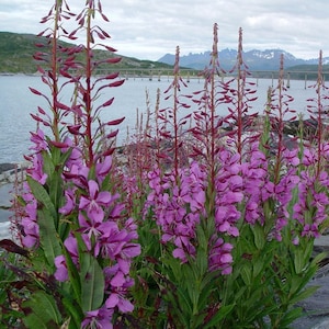 Fireweed Seeds (Epilobium angustifolium) 50+ Seeds in Frozen Seed Capsules™ for Seed Saving or Planting Now