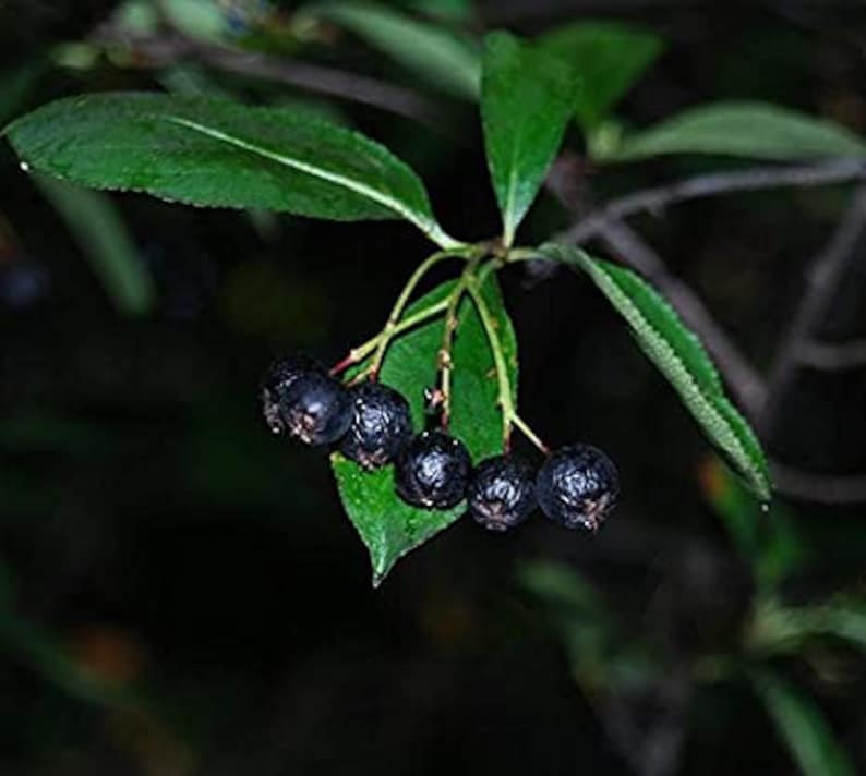 Choke Cherry Seeds Prunus virginiana Packet of 5 Rare Seeds Etsy