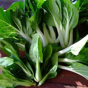 Ching Chang Bok Choy Seeds - 30+ Rare Seeds in Frozen Seed Capsules™  for Seed Saving or Planting Now