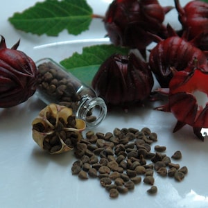Red Roselle (Hibiscus Sabdariffa) 50+ Seeds - Heirloom Variety; Jamaican Sorrel, Hibiscus, Florida Cranberry - in Frozen Seed Capsules™