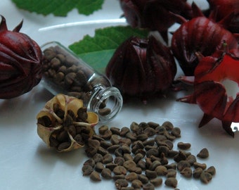 Red Roselle (Hibiscus Sabdariffa) 50+ Seeds - Heirloom Variety; Jamaican Sorrel, Hibiscus, Florida Cranberry - in Frozen Seed Capsules™