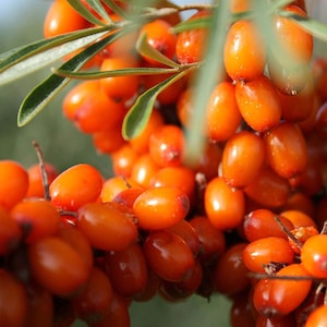 Wild Seabuckthorn Seeds (Hippophae rhamnoides) Packet of 40 Seeds - Palm Beach Seed Company