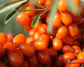 Wild Seabuckthorn Seeds (Hippophae rhamnoides) Packet of 40 Seeds - Palm Beach Seed Company