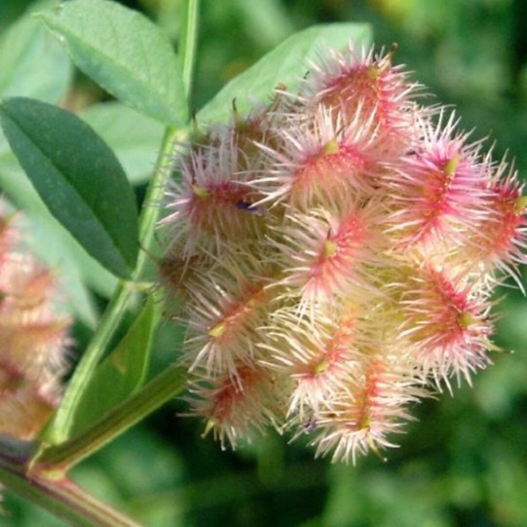 Russian Licorice Seeds glycyrrhiza Echinata Packet of 20 Seeds Palm
