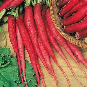 Candela Di Fuoco Radish Seeds -Packet of 50 Seeds - Palm Beach Seed Company