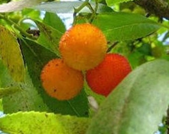 Strawberry Tree Seeds (Arbutus unedo) Packet of 10 Seeds - Palm Beach Seed Company 