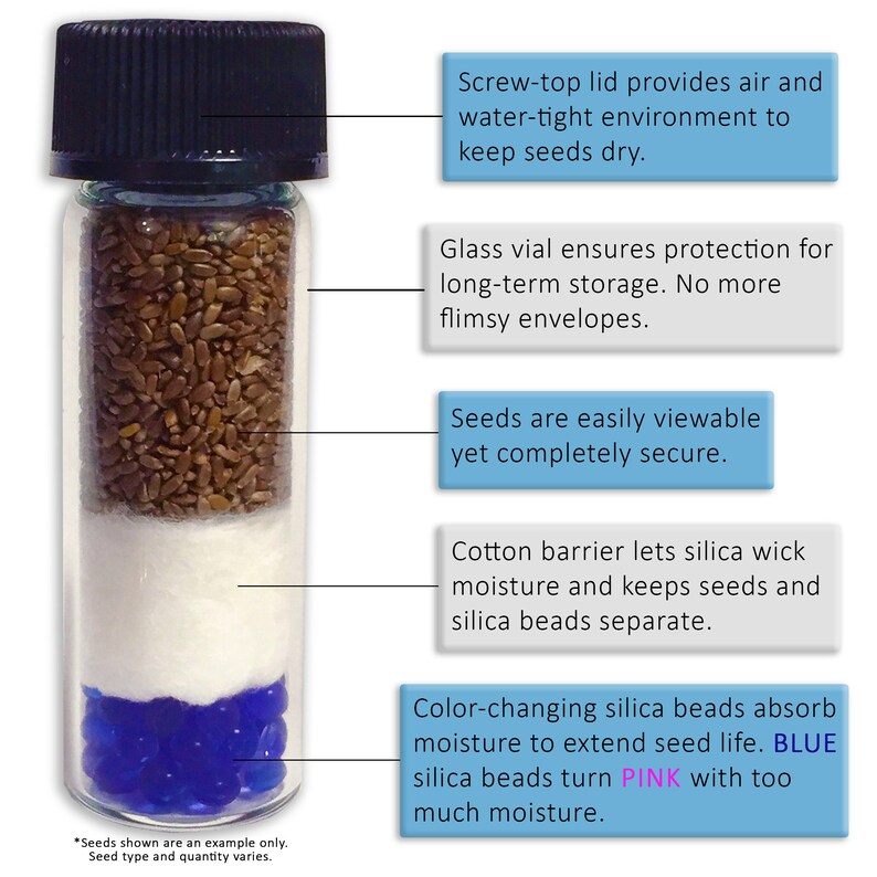 May include: A clear glass vial with a screw-top lid contains seeds, a cotton barrier, and color-changing silica beads. The silica beads are blue when dry and turn pink when they absorb moisture. The text on the image reads: "Screw-top lid provides air and water-tight environment to keep seeds dry. Glass vial ensures protection for long-term storage. No more flimsy envelopes. Seeds are easily viewable yet completely secure. Cotton barrier lets silica wick moisture and keeps seeds and silica beads separate. Color-changing silica beads absorb moisture to extend seed life. BLUE silica beads turn PINK with too much moisture."