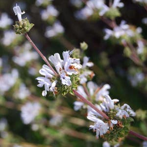 May include: A close-up of a branch of white flowers with green leaves. The flowers are in bloom and have a delicate, soft appearance.