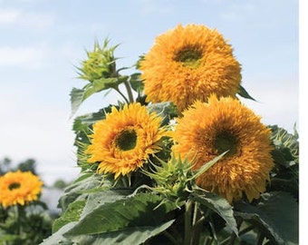 Goldy Double Sunflower Seeds (Helianthus annuus) -Packet of 20 Seeds - Palm Beach Seed Company