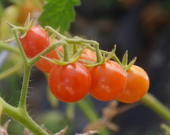 Everglades Tomato Seeds - 20+ Seeds in Frozen Seed Capsules™ for Seed Saving or Planting Now