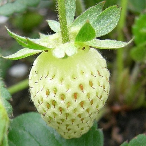 White Soul Strawberry Seeds (fragaria Vesca 'white Soul) Packet of 20 Seeds  - Palm Beach Seed Company - Etsy