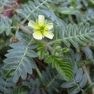 May include: A close-up of a small, yellow flower with five petals and a green center. The flower is surrounded by green leaves.
