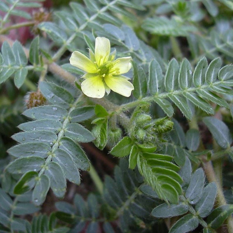 Puncture Vine Seeds Caltrops Seeds Tribulus terrestris Packet of 20 Seeds Palm Beach Seed Company image 1
