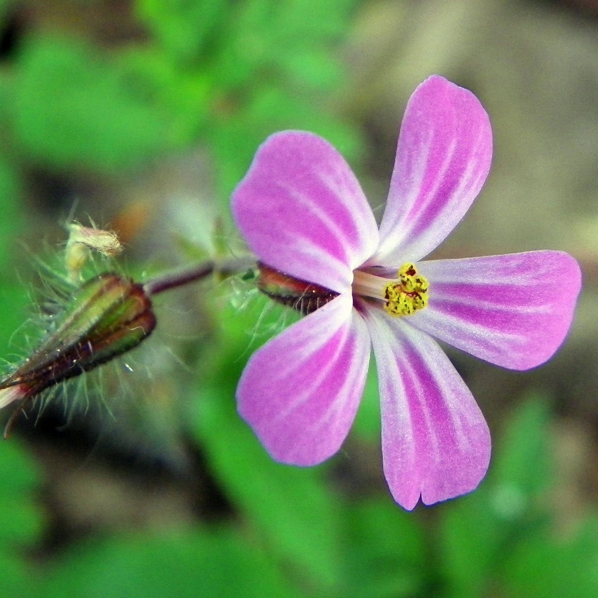 Herb Robert Seeds (geranium Robertianum) 10+ Seeds in Frozen Seed