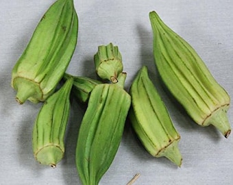 Star of David Okra Seeds - Packet of 10 Seeds - Palm Beach Seed Company 