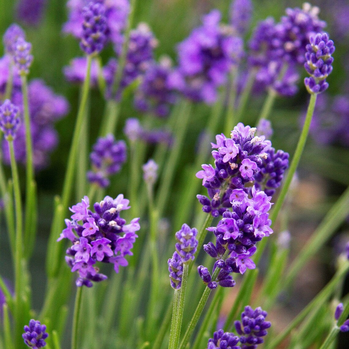 English Lavender Seeds lavandula Angustifolia Vera Packet of Etsy