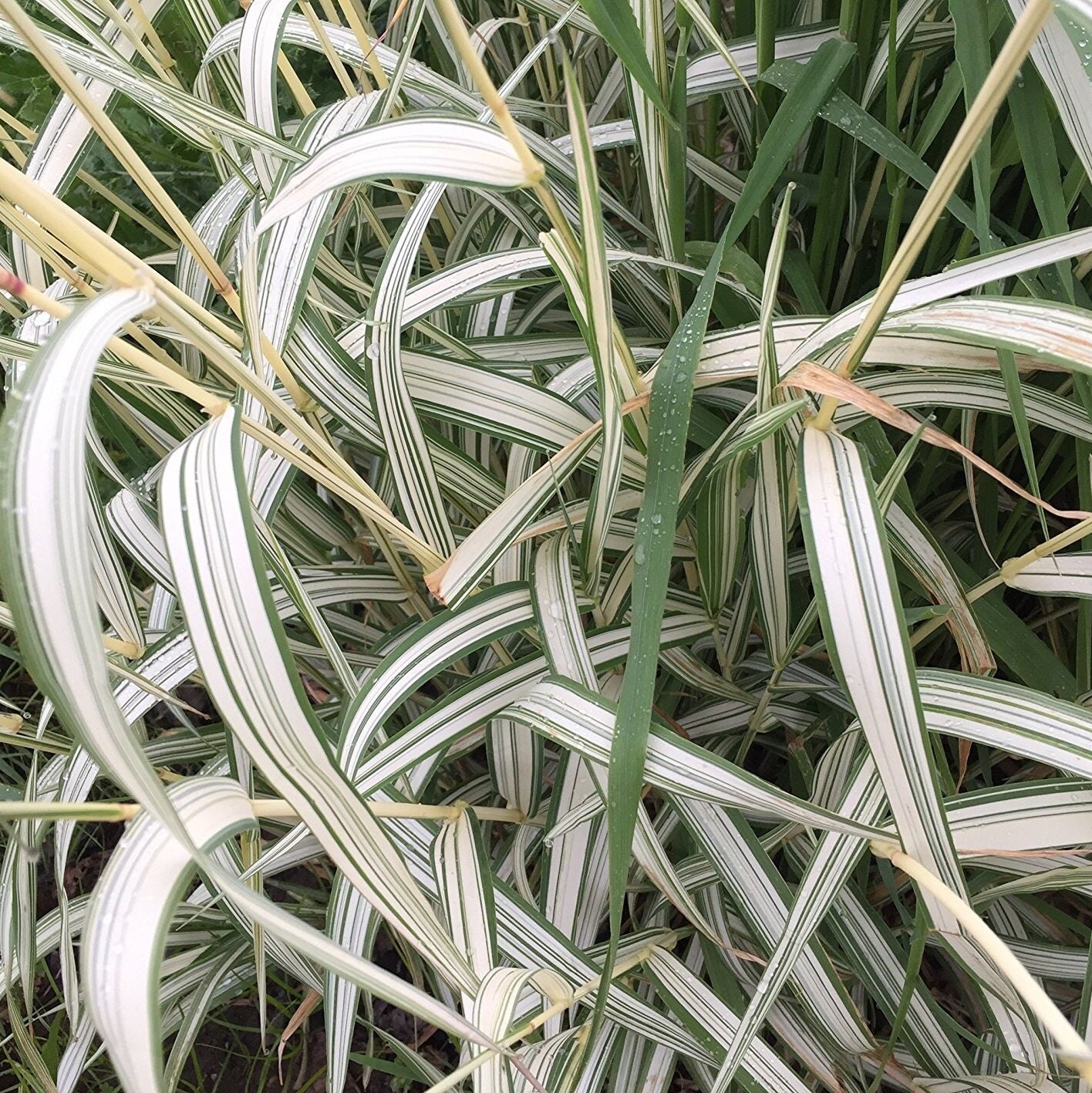 Variegated Ribbon Grass Seeds Phalaris Arundinacea Packet Of 50 Seeds Variegated Ribbon Grass Seeds Phalaris Arundinacea Packet Of 50 Seeds