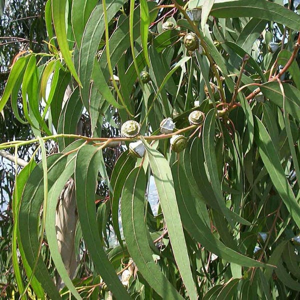 Eucalyptus Seeds (Eucalyptus globulus) Packet of 20 Seeds - Palm Beach Seed Company