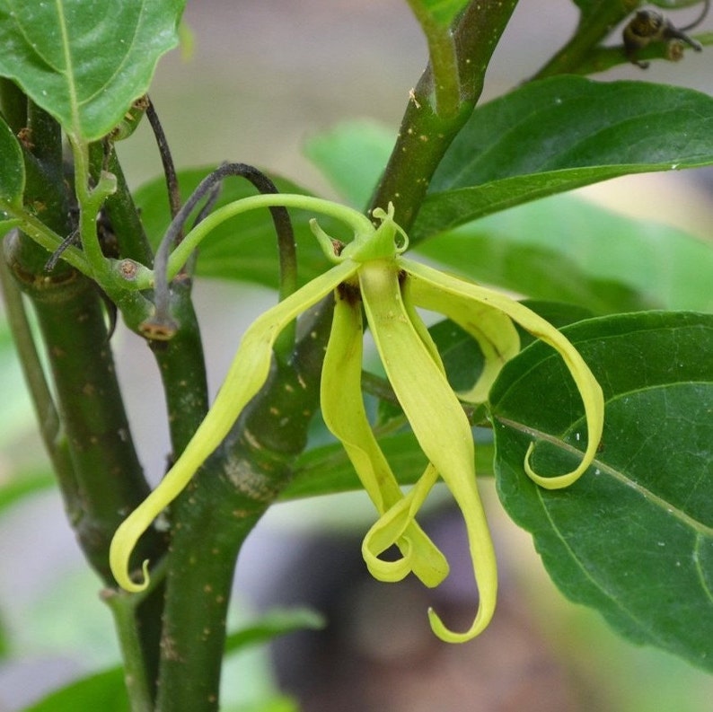 Ylang Ylang Seeds Cananga odorata Packet of 3 Seeds Palm Beach Seed Company image 2