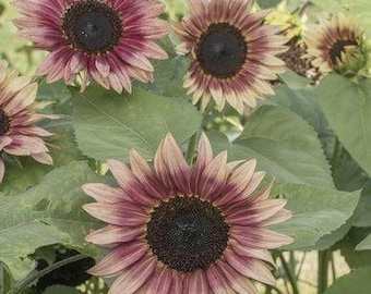 Strawberry Blonde Zonnebloempitten (Helianthus annuus) Pakket van 20 Zaden - Palm Beach Seed Company 