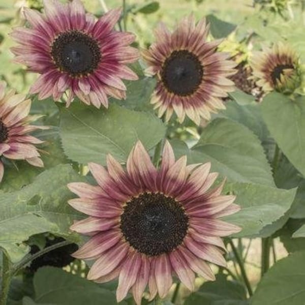 Strawberry Blonde Sunflower Seeds (Helianthus annuus) 20+ Seeds in Frozen Seed Capsules™ for Seed Saving or Planting Now 