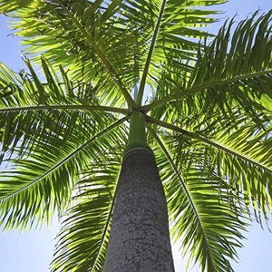 Royal Palm Tree Seeds (Roystonea regia)  Packet of 15 Seeds - Palm Beach Seed Company 