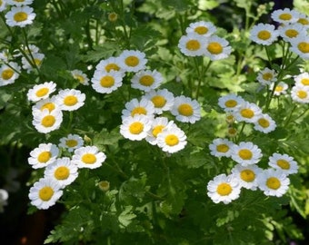 Feverfew Seeds (Tanacetum parthenium) Packet of 50 Seeds - Palm Beach Seed Company