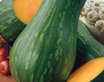 Naples Long Pumpkin Seeds (Cucurbita moschata) Packet of 10 Seeds - Palm Beach Seed Company 