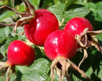 Rose Hip Seeds (Rosa canina) 10+ Seeds in Frozen Seed Capsules™ for Seed Saving or Planting Now 
