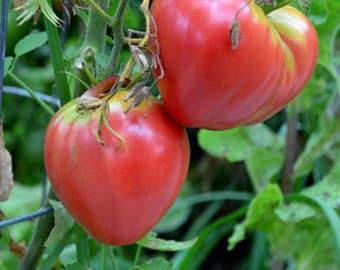 Pink Oxheart Tomato Seeds - 10+  Seeds in Frozen Seed Capsules™ for Seed Saving or Planting Now 