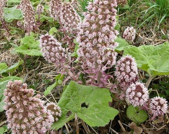 Butterbur Seeds (Petasites hybridus) Packet of 50 Seeds - Palm Beach Seed Company