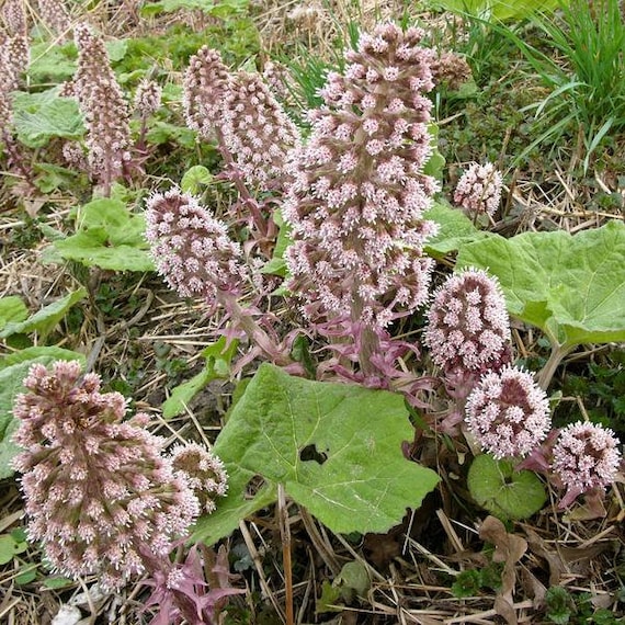 Butterbur Seeds petasites Hybridus 50 Seeds in Frozen Seed - Etsy Australia