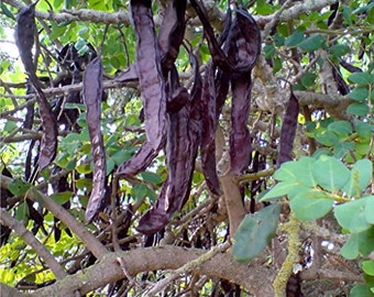Carob Tree Seeds (Ceratonia Siliqua) 10+ Seeds in Frozen Seed Capsules™ for Seed Saving or Planting Now