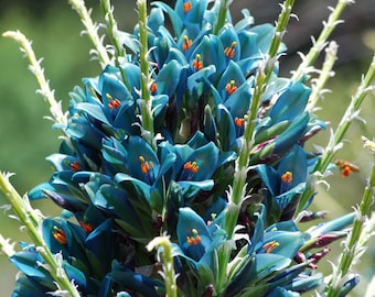 Aqua Sapphire Tower Seeds (Puya berteroniana) 10+ Seeds in Frozen Seed Capsules™ for Seed Saving or Planting Now