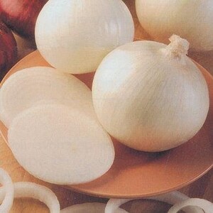 Sierra Blanca Onion Seeds (Allium cepa) 20+ Seeds in Frozen Seed Capsules™ for Seed Saving or Planting Now 