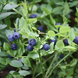 Bilberry Seeds (Vaccinium myrtillus) Packet of 30 Seeds - Palm Beach Seed Company