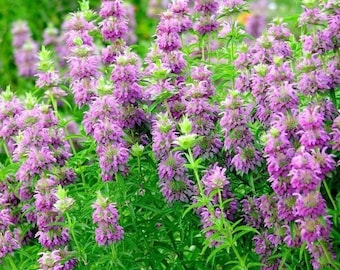 Lemon Bergamotte (Monarda citriodora) Päckchen mit 300 Samen - Palm Beach Seed Company 