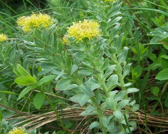 Roseroot Seeds (Rhodiola rosea) Packet of 10 Seeds - Palm Beach Seed Company