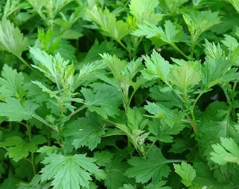 Mugwort (Artemisia vulgaris) Packet of 100 Seeds - Palm Beach Seed Company 
