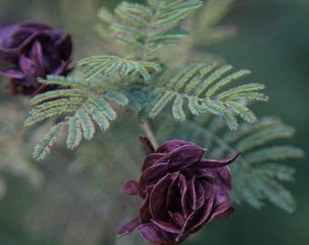 Illinois Bundleflower Seeds (Desmanthus illinoensis) 20+ Seeds in Frozen Seed Capsules™ for Seed Saving or Planting Now